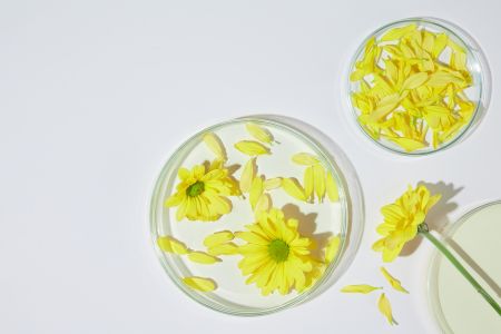 Extrato de calêndula para condicionar o couro cabeludo e deixar o cabelo liso e sem frizz.